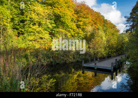 Steg über einen Naturteich bei Etherow Landschaftspark, Stockport, England. Einem sonnigen Herbsttag. Stockfoto