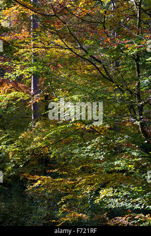 Buche mit Farben in Herbst Farben ändern. Bäume im Erncroft Wald bei Etherow Landschaftspark, Stockport. Stockfoto