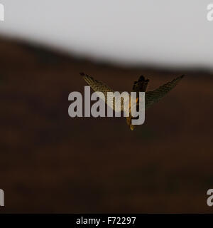 Turmfalken, Tauchen bis hin zum Boden zum Beutefang in Yorkshire, England (Falco Tinnunculus) Stockfoto