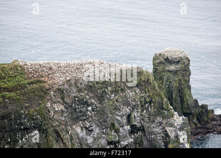 Northern gannet, Morus bassanus, Kolonie auf den Färöer Inseln Stockfoto