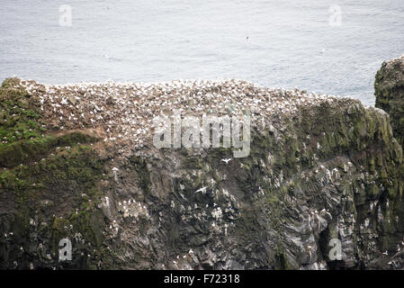 Northern gannet, Morus bassanus, Kolonie auf den Färöer Inseln Stockfoto