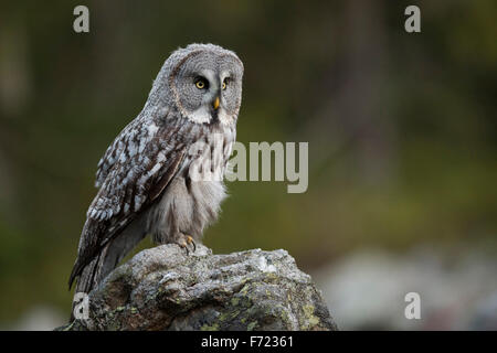 Großen grau-Eule / Bartkauz (Strix Nebulosa) steht auf einem exponierten Felsen Jagd. Stockfoto