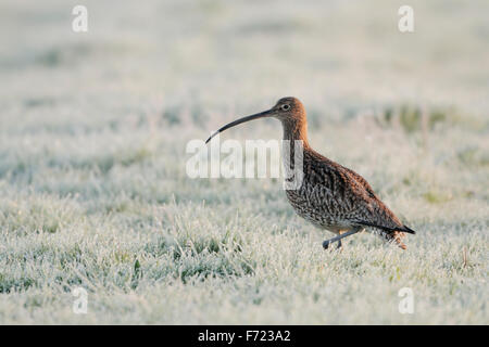 Seltene eurasischen Brachvogel / Grosser Brachvogel (Numenius Arquata) Spaziergänge durch Hoar frost covered Grass auf der Suche nach Nahrung. Stockfoto