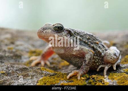 Nahaufnahme einer gemeinsamen Hebamme-Kröte / Geburtshelferkröte (Alytes Obstetricans) sitzen auf den Felsen von einem alten Steinbruch. Stockfoto