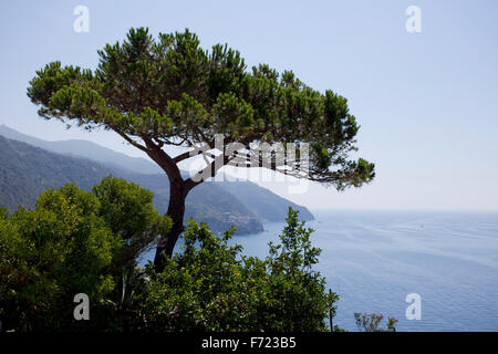 Ein Baum mit Blick auf das Mittelmeer im Dorf Corniglia, Cinque Terre, Italien. Stockfoto