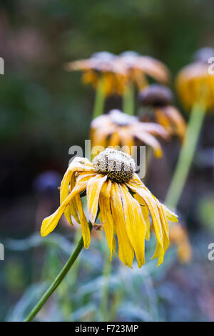 Bereift Rudbeckia Köpfe im Herbst. Stockfoto