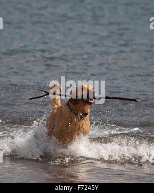 Labrador-Stick aus dem Meer holen Stockfoto