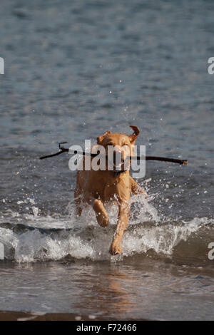 Labrador-Stick aus dem Meer holen Stockfoto