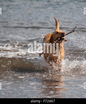 Labrador-Stick aus dem Meer holen Stockfoto