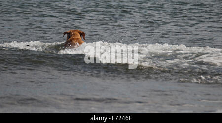 Labrador-Stick aus dem Meer holen Stockfoto