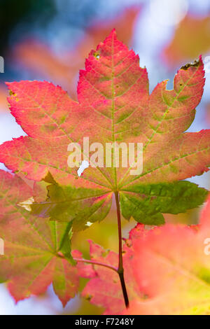 schöne saisonale Darstellung der Farben Blatt variiert in den Farben grün, gelb und Rottöne Stockfoto