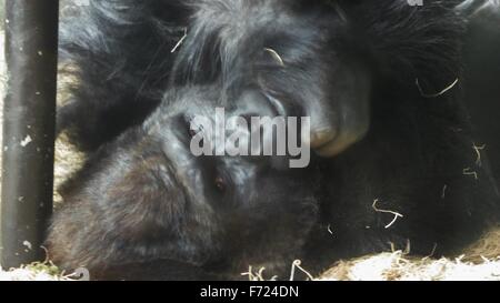 Gorilla, denken?, Großaufnahme des Gesichtes in Ruhe Stockfoto