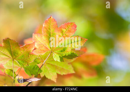 schöne saisonale Darstellung der Farben Blatt variiert in den Farben grün, gelb und Rottöne Stockfoto