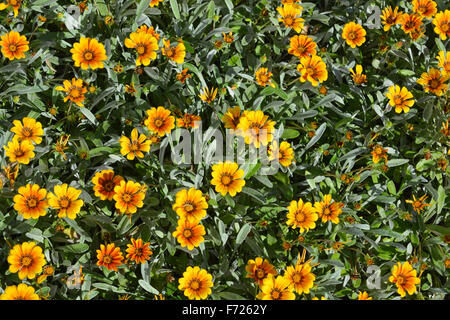 Gazanien, eine Gattung von Blütenpflanzen in der Familie Asteraceae, ursprünglich aus Südafrika. Stockfoto