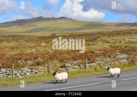 Zwei Schafe zu Fuß auf der Straße in der Nähe von Merrivale im Dartmoor National Park, Devon, England. Stockfoto