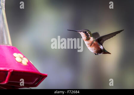 Weibliche White-bellied Woodstar (Chaetocercus Mulsant) am Feeder, San Jorge Eco-Lodge, Quito, Ecuador. Stockfoto