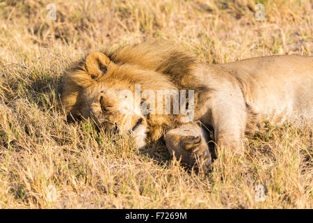 Männlicher Löwe (Panthera Leo) schlafend in der offenen Savanne Nxabega Konzession, Okavango Delta, nördlichen Botswana, Südafrika Stockfoto