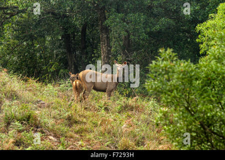 Sambar-Hirsche-Mutter und Kind Stockfoto