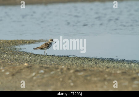 Die Sand-Regenpfeifer (Charadrius Mongolus) ist ein kleiner Watvogel in der Regenpfeifer-Familie der Vögel. Stockfoto