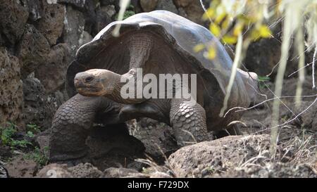 Galapagos Riesen Schildkröte am Galapaguera Interpretation Center auf San Cristobal, Galapagos-Inseln Stockfoto