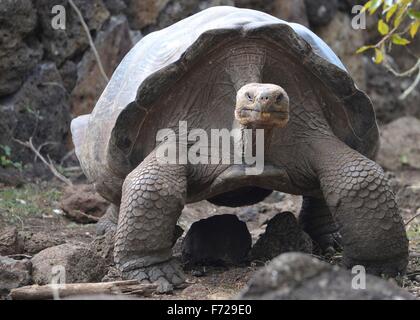 Galapagos Riesen Schildkröte am Galapaguera Interpretation Center auf San Cristobal, Galapagos-Inseln Stockfoto