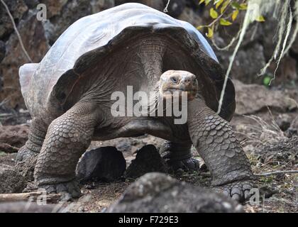 Galapagos Riesen Schildkröte am Galapaguera Interpretation Center auf San Cristobal, Galapagos-Inseln Stockfoto