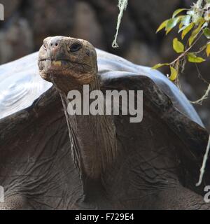 Galapagos Riesen Schildkröte am Galapaguera Interpretation Center auf San Cristobal, Galapagos-Inseln Stockfoto