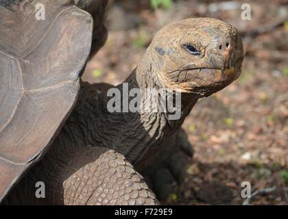 Galapagos Riesen Schildkröte am Galapaguera Interpretation Center auf San Cristobal, Galapagos-Inseln Stockfoto