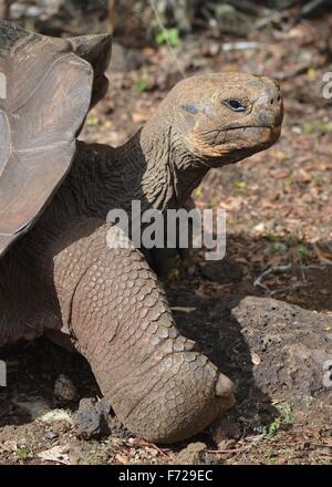 Galapagos Riesen Schildkröte am Galapaguera Interpretation Center auf San Cristobal, Galapagos-Inseln Stockfoto