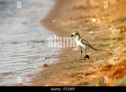 Die Sand-Regenpfeifer (Charadrius Mongolus) ist ein kleiner Watvogel in der Regenpfeifer-Familie der Vögel. Stockfoto