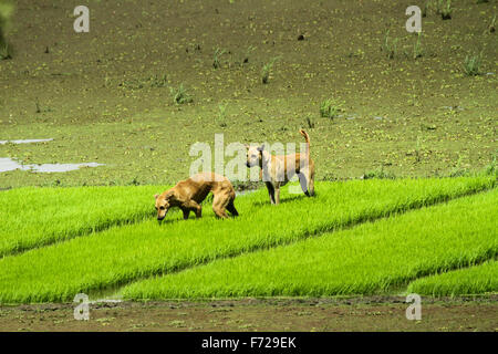 Hunde im Reisfeld Stockfoto