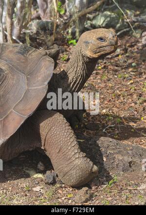 Galapagos Riesen Schildkröte am Galapaguera Interpretation Center auf San Cristobal, Galapagos-Inseln Stockfoto