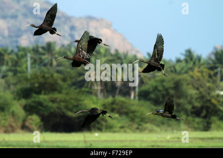 Die Sichler (Plegadis Falcinellus) ist ein waten Vogel in die Ibis Familie Threskiornithidae. Stockfoto