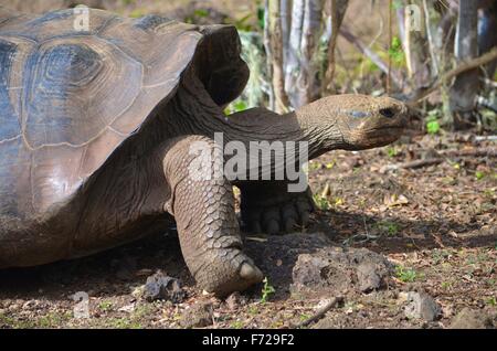 Galapagos Riesen Schildkröte am Galapaguera Interpretation Center auf San Cristobal, Galapagos-Inseln Stockfoto