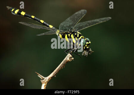 Die Golden beringt Libelle (Cordulegaster Boltonii) ist einer der größten Libellen. Stockfoto