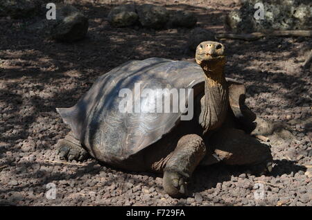 Galapagos Riesen Schildkröte am Galapaguera Interpretation Center auf San Cristobal, Galapagos-Inseln Stockfoto