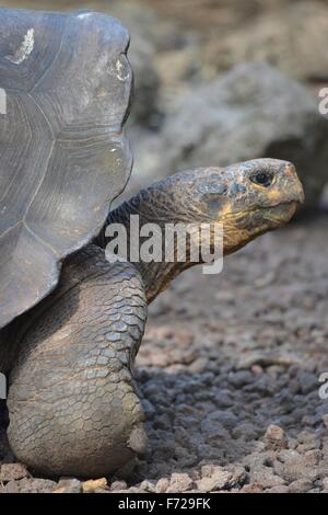 Galapagos Riesen Schildkröte am Galapaguera Interpretation Center auf San Cristobal, Galapagos-Inseln Stockfoto