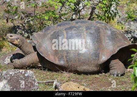 Galapagos Riesen Schildkröte am Galapaguera Interpretation Center auf San Cristobal, Galapagos-Inseln Stockfoto