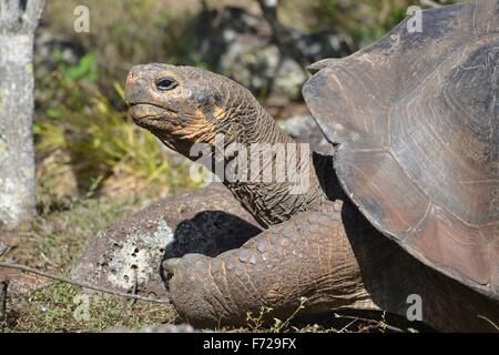 Galapagos Riesen Schildkröte am Galapaguera Interpretation Center auf San Cristobal, Galapagos-Inseln Stockfoto