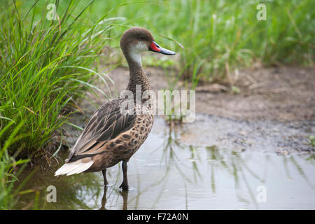 Galapagos-Weißschwanz-Ente (Anas bahamensis galapagensis) in einem Teich auf der Insel Santa Cruz Stockfoto