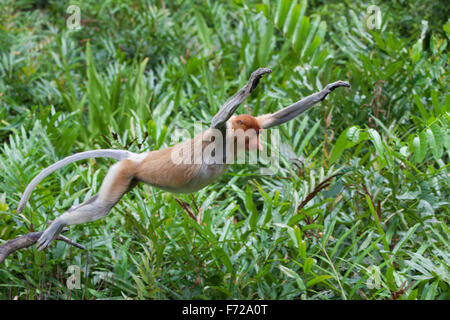 Weibliche Nasenaffe (Nasalis Larvatus) springen in Küsten Mangrovenwald Stockfoto