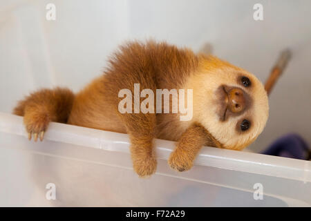 Verwaiste Hoffmanns zwei – Finger Faultier (Choloepus Hoffmanni) beim Spielen auf das Faultier-Heiligtum Stockfoto