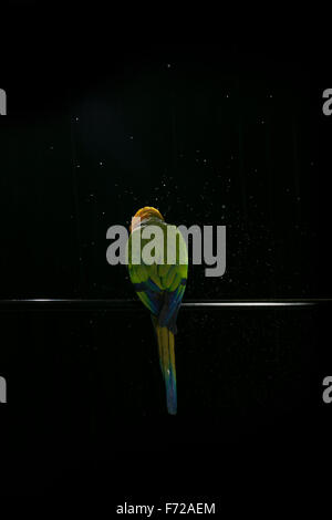Ein Jenday Conure die Kamera abgewandten Baden. Stockfoto