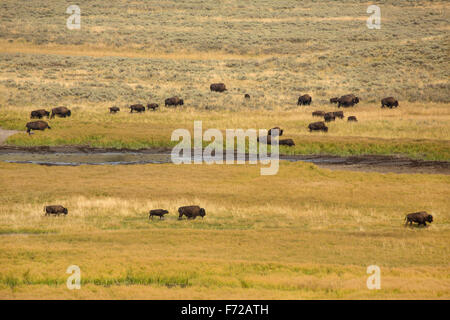 Herde Büffel, Bison Bison, mit kleinen Kalb Mutter im Anschluss an die Vergilben Grasebenen von Hayden Valley in Yellowstone Na Stockfoto