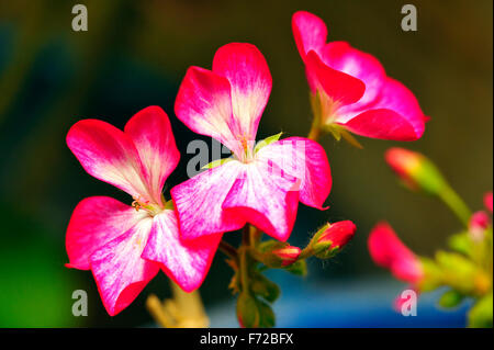 Pelargonium X hortorum in Craignano in Himachal Pradesh, Indien, Asien Stockfoto