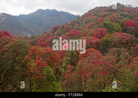 Blühende Rhododendren in den Annapurnas Stockfoto