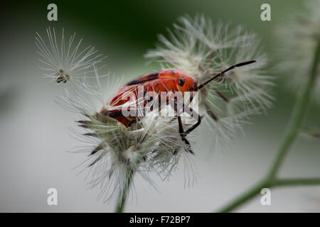 Rot Hemiptera Fehler auf Unkraut weiße Blume Stockfoto