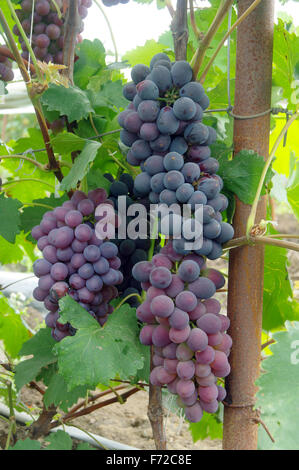 Die Trauben der roten Trauben hängen, den Wein in der späten Nachmittagssonne Stockfoto