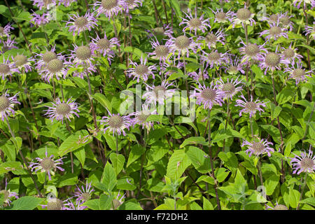 Crimson Beebalm, Goldmelisse, Horsemint, Bergamotte, Indianer-Nessel, Monarde, Oswego, Indianernessel, Pferdeminze, Monarda Didyma Stockfoto