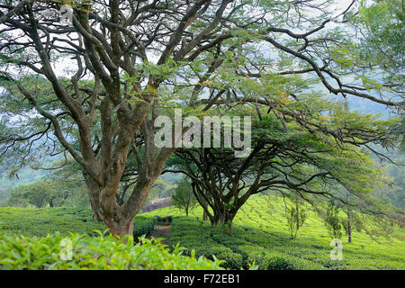 Bäume in Teeplantage, Munnar, Kerala, Indien, Asien Stockfoto